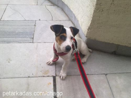 lucy Dişi Jack Russell Terrier