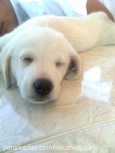 lokum Erkek Labrador Retriever