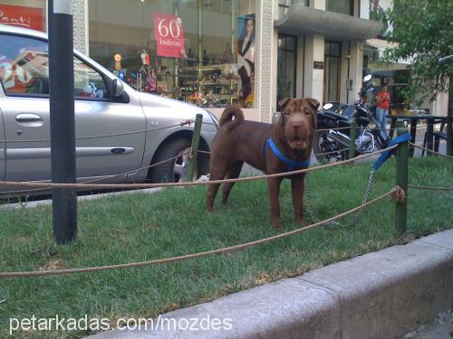 paris Dişi Çin Shar-Pei