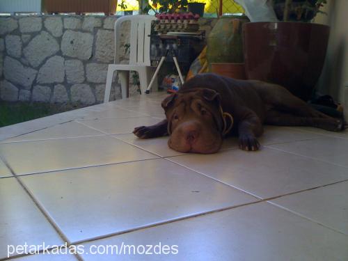 paris Dişi Çin Shar-Pei