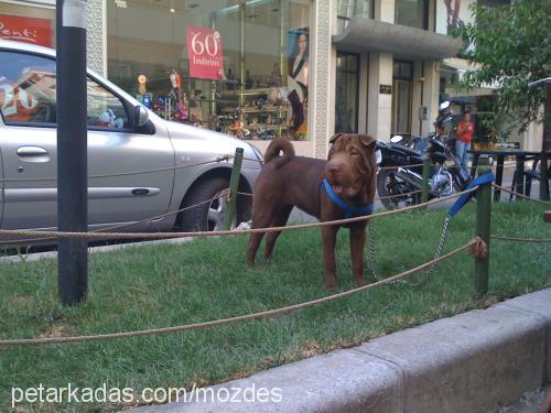 paris Dişi Çin Shar-Pei