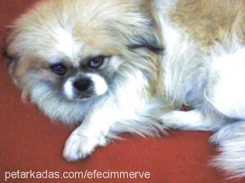 efe Erkek Tibetli Spaniel