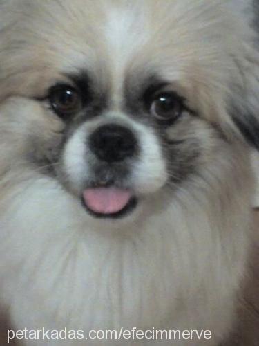 efe Erkek Tibetli Spaniel