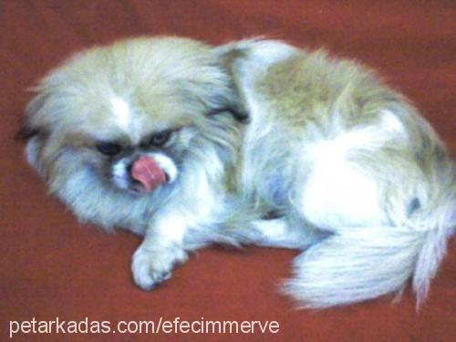 efe Erkek Tibetli Spaniel