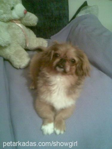 monika Dişi Tibetli Spaniel