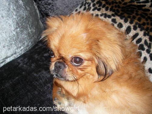 monika Dişi Tibetli Spaniel