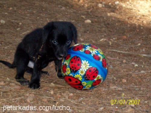 zeytin Erkek Labrador Retriever