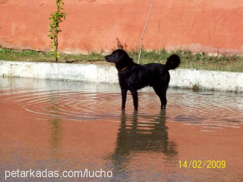 zeytin Erkek Labrador Retriever