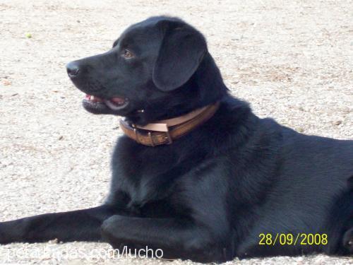 zeytin Erkek Labrador Retriever