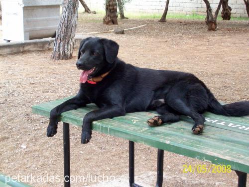 zeytin Erkek Labrador Retriever