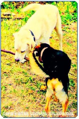 Şans Erkek Labrador Retriever