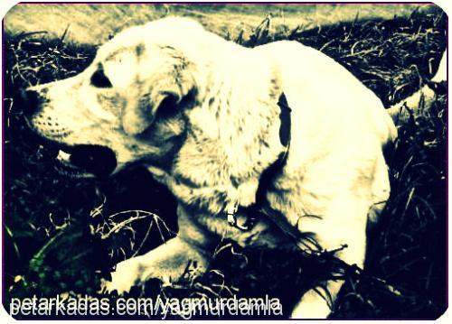 Şans Erkek Labrador Retriever