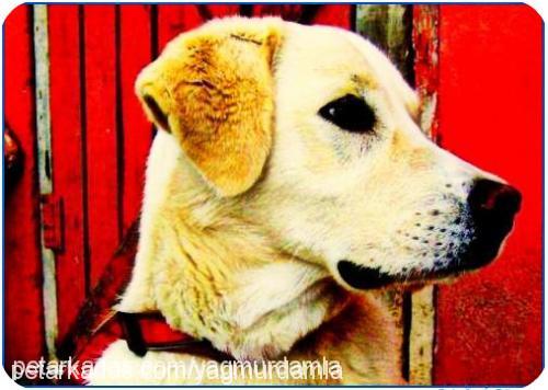 Şans Erkek Labrador Retriever