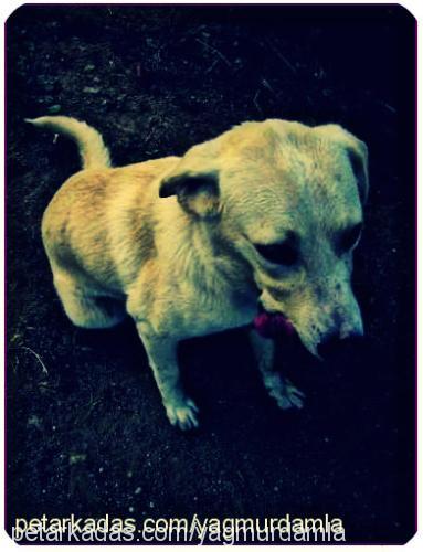 Şans Erkek Labrador Retriever