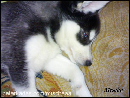 mischa Dişi Sibirya Kurdu (Husky)