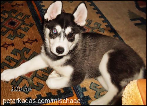 mischa Dişi Sibirya Kurdu (Husky)