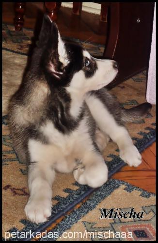 mischa Dişi Sibirya Kurdu (Husky)