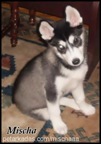 mischa Dişi Sibirya Kurdu (Husky)