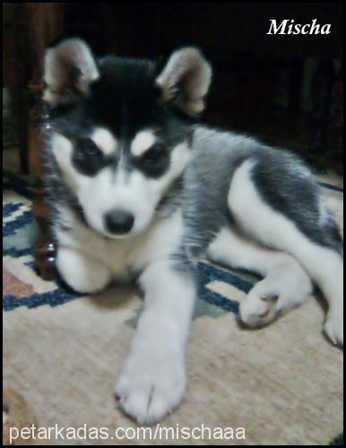 mischa Dişi Sibirya Kurdu (Husky)