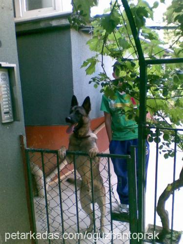 toprak Erkek Belçika Malinois