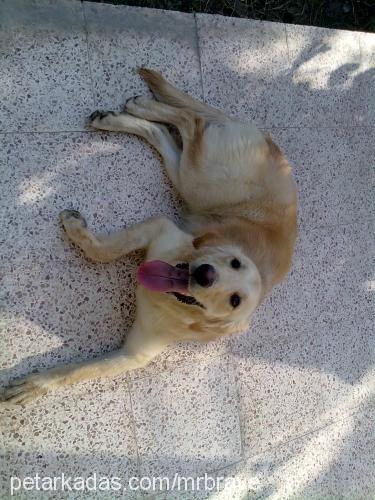 hatun Dişi Golden Retriever