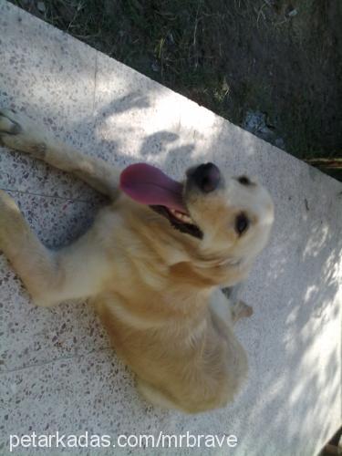 hatun Dişi Golden Retriever