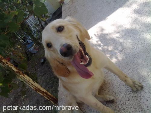 hatun Dişi Golden Retriever