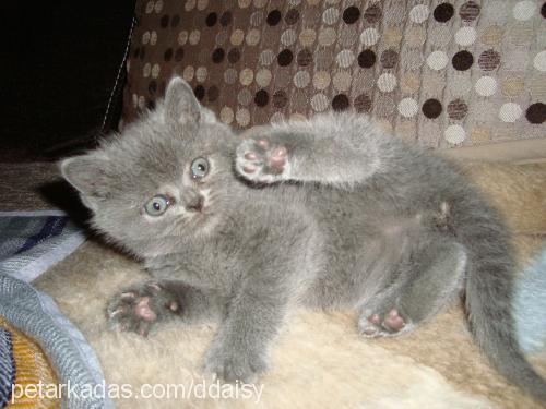 daisy Dişi British Shorthair