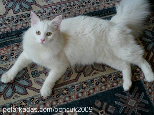 boncuk Erkek Ankara Kedisi (Angora)