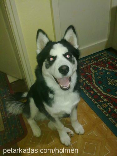 doris Erkek Sibirya Kurdu (Husky)