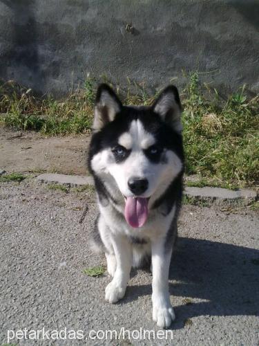 doris Erkek Sibirya Kurdu (Husky)