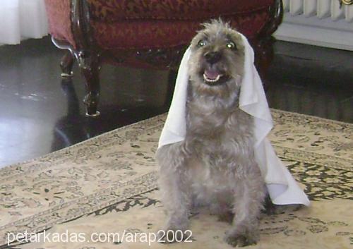 arap Erkek Yorkshire Terrier