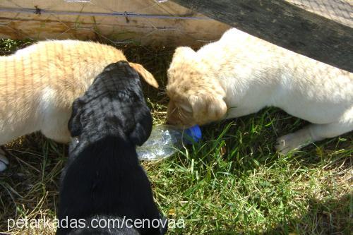 zeytinciklerd Erkek Labrador Retriever