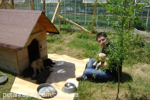 zeytinciklerd Erkek Labrador Retriever