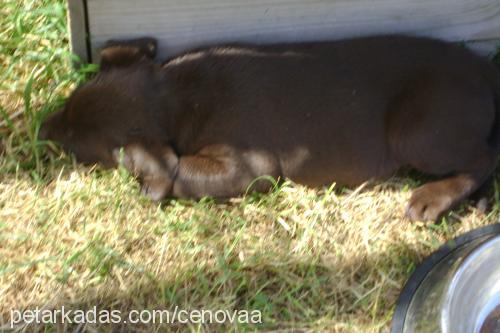 zeytinciklerd Erkek Labrador Retriever