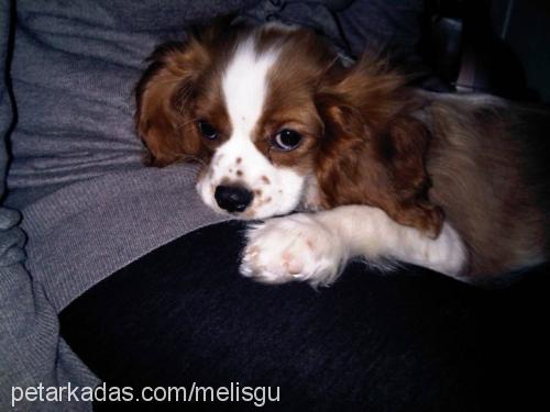 chopper Erkek Cavalier King Charles Spanieli