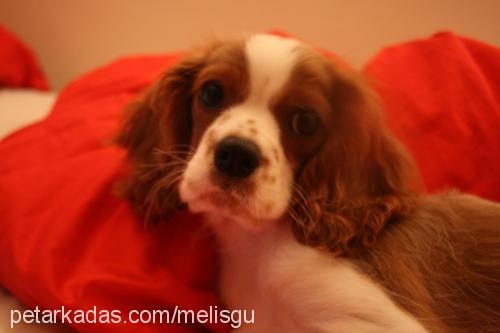 chopper Erkek Cavalier King Charles Spanieli