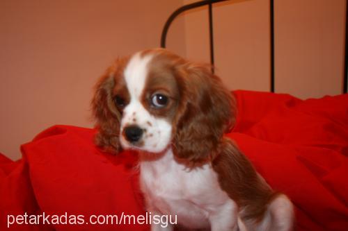 chopper Erkek Cavalier King Charles Spanieli