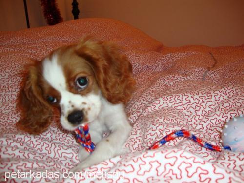 chopper Erkek Cavalier King Charles Spanieli