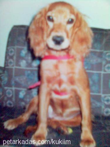 kuki Dişi İngiliz Cocker Spaniel