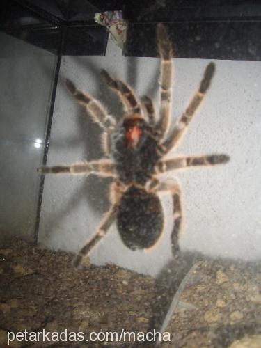 g.porteri Dişi 