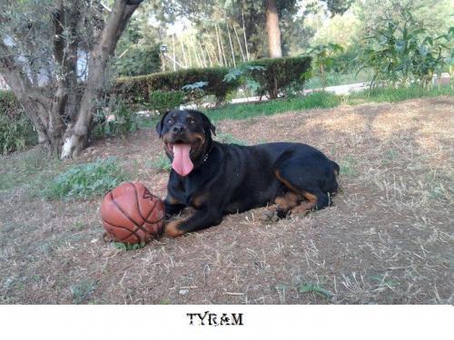 tyra Dişi Rottweiler