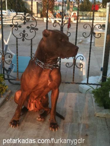 brownie Dişi Amerikan Pitbull Terrier