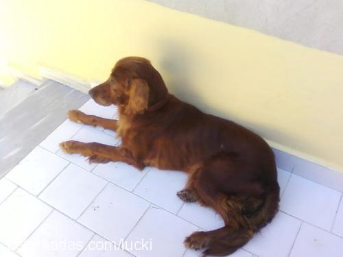 lucky Dişi İrlandalı Setter