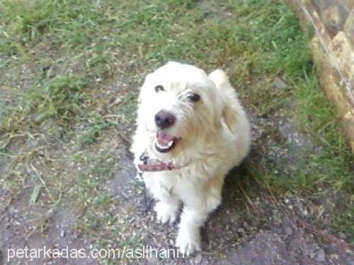 pamuk Erkek West Highland White Terrier