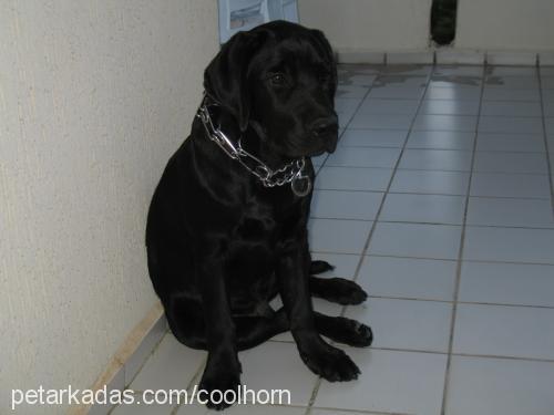 zeytin Erkek Labrador Retriever