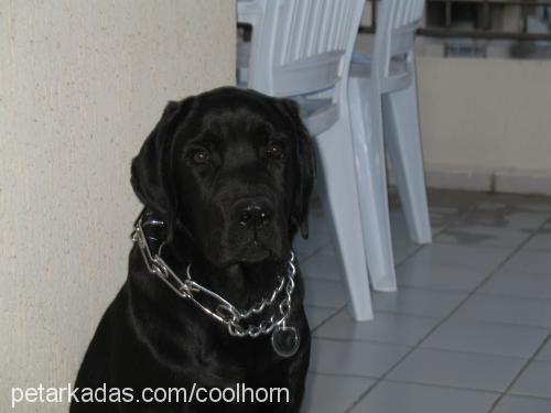 zeytin Erkek Labrador Retriever