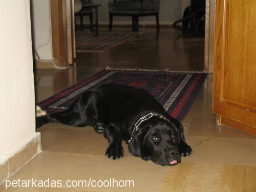 zeytin Erkek Labrador Retriever