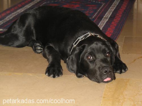 zeytin Erkek Labrador Retriever