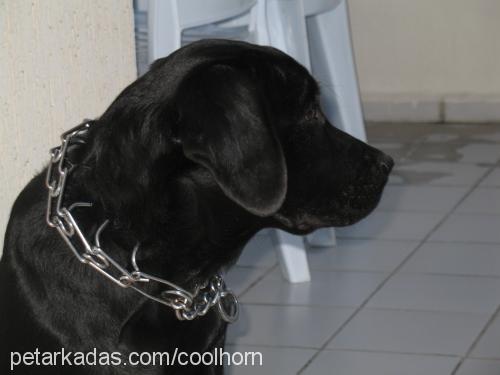 zeytin Erkek Labrador Retriever